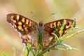 Butterfly watching from above in the river