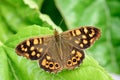 Butterfly watching from above in the river I