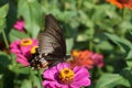 Butterfly watching flower