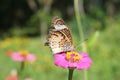 Butterfly watching flower