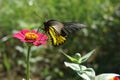 Butterfly watching pink flowers in the garden