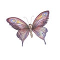 Butterfly watercolor hand-drawn. Illustration with a separate element on a white background. Wildlife insects.