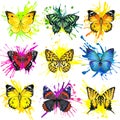 Butterfly and watercolor splash background Royalty Free Stock Photo