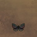 Butterfly in watercolor at vintage background