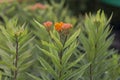 Butterfly Weed - Asclepias