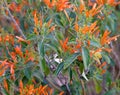 Butterfly weed Asclepias tuberosa blooming at early Arizona spring Royalty Free Stock Photo