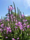 Obedient plant blooming in summer garden