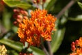 Butterfly weed, Asclepias tuberosa Royalty Free Stock Photo