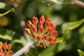 Butterfly weed, Asclepias tuberosa Royalty Free Stock Photo