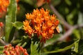 Butterfly weed, Asclepias tuberosa Royalty Free Stock Photo