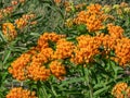 The Butterfly weed (Asclepias tuberosa) growing in the garden and flowering with wide umbels of orange flowers Royalty Free Stock Photo