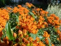 The Butterfly weed (Asclepias tuberosa) growing in the garden and flowering with wide umbels of orange flowers Royalty Free Stock Photo