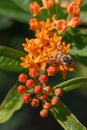 Butterfly weed Asclepias tuberosa orange flowers with honeybee Royalty Free Stock Photo