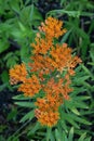 Butterfly weed Asclepias tuberosa subsp. interior, orange flowers Royalty Free Stock Photo