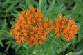 Butterfly weed Asclepias tuberosa subsp. interior, tiny orange flowers