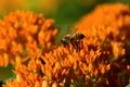 Butterfly Weed and Bee