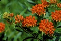 Butterfly Weed  31066 Royalty Free Stock Photo