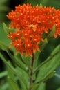 Butterfly Weed  39157 Royalty Free Stock Photo