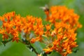 Butterfly Weed flowerets attract pollinating insects Royalty Free Stock Photo