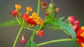 Butterfly weed flowers are shaken by wind