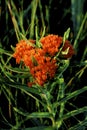 Butterfly Weed  38708 Royalty Free Stock Photo