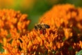 Butterfly Weed and Honey Bee