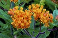 Butterfly Weed  600575 Royalty Free Stock Photo