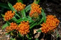 Butterfly weed in morning light.