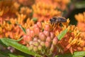 Butterfly weed Asclepias tuberosa orange flower with bee Royalty Free Stock Photo