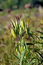 Butterfly Weed Pods   605445 Royalty Free Stock Photo