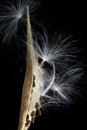 Butterfly Weed Seed Pod (Milkweed Family)