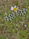 Butterfly whit black and white wings in the grass