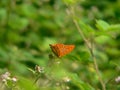 Butterfly whit orange wings in tge grass