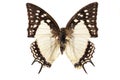 Butterfly on white Royalty Free Stock Photo