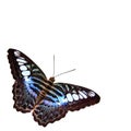 Butterfly with White Background