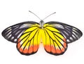 Butterfly Royalty Free Stock Photo
