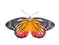 Butterfly Royalty Free Stock Photo