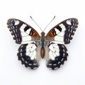 White Admiral Butterfly: Stunning Artistic Representation Of Natural Phenomena