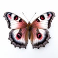 Peacock Butterfly With Pale Pink And Black Wings