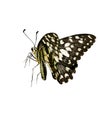 Butterfly in white background