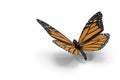 Butterfly on white background. 3D rendering.