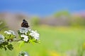 Butterfly on white blossom tree, collecting nectar from flower Royalty Free Stock Photo