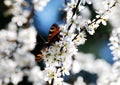 Butterfly in white blossoms