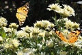 Butterfly on white chrysanthemum Royalty Free Stock Photo