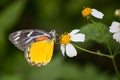 Butterfly on white daisy flower