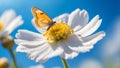Butterfly on white flower with blue sky background Royalty Free Stock Photo