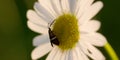 Butterfly on white flower