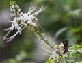 Butterfly on white flower