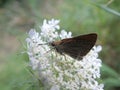 Butterfly on white flower