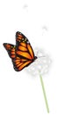 Butterfly and white flower Royalty Free Stock Photo